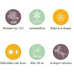 Exotiskt hjärta - Hortensia - Hydrangea Magical Revolution Pink - 6-10 blommor - kruka 23cm