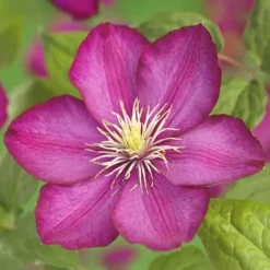 Exotiskt hjärta - Klätterväxter - Clematis Ville de Lyon - Set om 2 - kruka 11cm