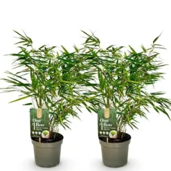 Exotiskt Hjärta Bambus - Fargesia rufa - Grön - Set med 2 krukor 17cm Höjd 60cm