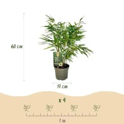 Exotiskt Hjärta Bambus - Fargesia rufa - Grön - Set med 2 krukor 17cm Höjd 60cm