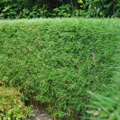 Exotiskt Hjärta Bambus - Fargesia rufa - Grön - Set med 2 krukor 17cm Höjd 60cm