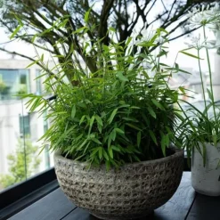 Exotiskt Hjärta Bambus - Fargesia rufa - Grön - Set med 2 krukor 17cm Höjd 60cm