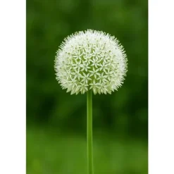 Exotiskt hjärta blomlökar - Prydnadsvitlök Allium White Giant (5 stycken)