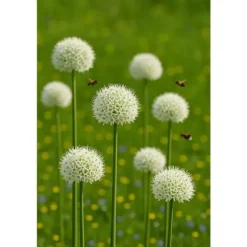 Exotiskt hjärta blomlökar - Prydnadsvitlök Allium White Giant (5 stycken)