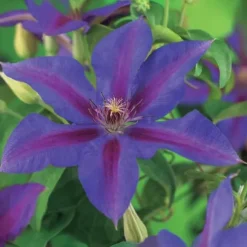 Exotiskt hjärta klängväxter - Clematis Mrs. N. Thompson - set om 2 - kruka 11cm