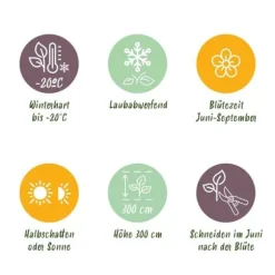 Exotiskt hjärta klängväxter - Clematis Mrs. N. Thompson - set om 2 - kruka 11cm