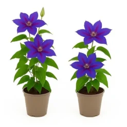 Exotiskt hjärta klängväxter - Clematis Mrs. N. Thompson - set om 2 - kruka 11cm