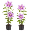 Exotiskt hjärta klätterväxter - Clematis Piilu - set om 2 - kruka 11cm