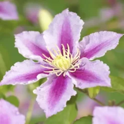 Exotiskt hjärta klätterväxter - Clematis Piilu - set om 2 - kruka 11cm
