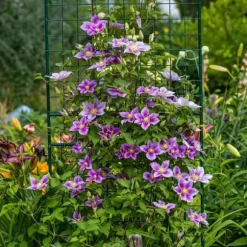 Exotiskt hjärta klätterväxter - Clematis Piilu - set om 2 - kruka 11cm