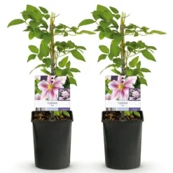 Exotiskt hjärta klätterväxter - Clematis Piilu - set om 2 - kruka 11cm