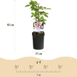 Exotiskt hjärta klätterväxter - Clematis Piilu - set om 2 - kruka 11cm