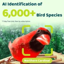 Fågelmatare - Birdfy Bamboo - HD WiFi Kamera - Solenergi - AI Artighetsigenkänning