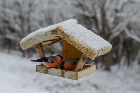 Fågelmatare i trä – fågelhus K110