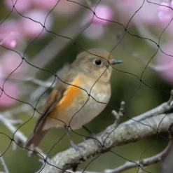 Fågelnät & Voljärnät - Skyddsnät - Storlek 30 x 15 m - Maskstorlek 5 x 5 cm - Polyester - Rektangulär - För trädgård, balkong, damm - Svart