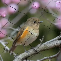 Fågelnät & Voljärnät - Skyddsnät - Storlek 30 x 15 m - Maskstorlek 5 x 5 cm - Polyester - Rektangulär - För trädgård, balkong, damm - Svart