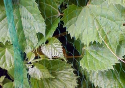 Fågelnät 20x4m. Nät som skyddar träd och frukt från fåglar