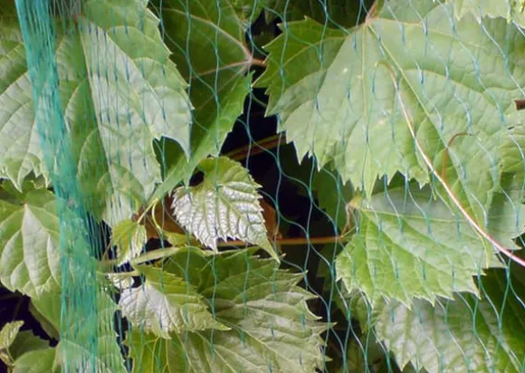 Fågelnät 20x4m. Nät som skyddar träd och frukt från fåglar