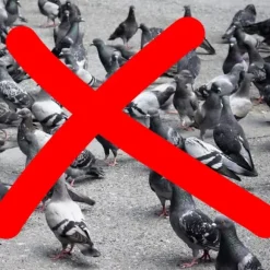 Fågelskrämmande spiral, 40x3,5 cm, Flerfärgad, Plast