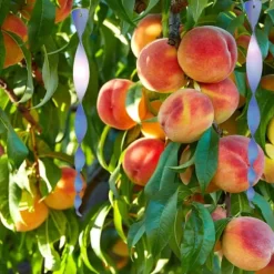 Fågelskrämmande spiral, 40x3,5 cm, Flerfärgad, Plast