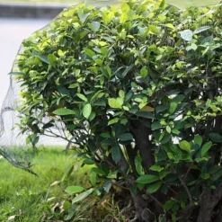 Fågelskyddsnät Trädgårdsväxtnät för trädgårdsväxter Grönsaker Frukt