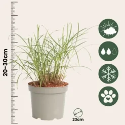 Fingergräs - 2 st - Panicum Virgatum 'Squaw' - Höjd 40-60cm - ⌀23cm