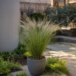 Fjädergräs - Set om 9 - Stipa tenuifolia 'Pony Tails' - Höjd 20-30cm - ⌀9cm