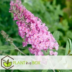 Fjärilsbuske - Set om 3 - Buddleja davidii 'Pink Delight' - Höjd 25-40cm - ⌀9cm