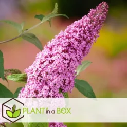 Fjärilsbuske - Set om 3 - Buddleja davidii 'Pink Delight' - Höjd 25-40cm - ⌀9cm