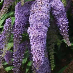 Fjärilsbuske - Set om 3 - Buddleja davidii - Höjd 25-40cm - ⌀9cm