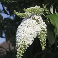 Fjärilsbuske - Set om 6 - Buddleja davidii - Höjd 25-40cm - ⌀9cm