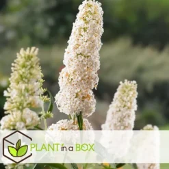 Fjärilsbuske - Set om 3 - Buddleja davidii 'Profusion' - Höjd 25-40cm - ⌀9cm