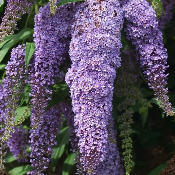 Fjärilsbuske - Set om 3 - Buddleja davidii 'Nanho Blue' - Höjd 25-40cm - ⌀9cm