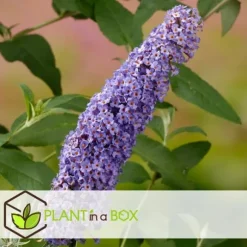 Fjärilsbuske - Set om 3 - Buddleja davidii 'Nanho Blue' - Höjd 25-40cm - ⌀9cm