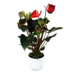 Flamingoblomma "Rainbow Champion" orange Anthurium andreanum 14cm