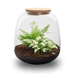 Flaska trädgård "Petite Emma" - DIY terrarium för växter - höjd 20cm - med Fittonia White Tiger