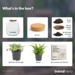 Flaska trädgård "Petite Emma" - DIY terrarium för växter - höjd 20cm - med Fittonia White Tiger