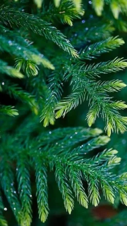 Flerkomponent fjädergödsel för tuja och barrträd Emerald Complex 4kg