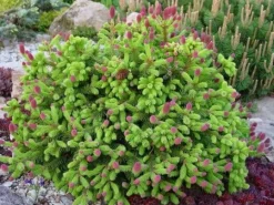 Flerkomponent fjädergödsel för tuja och barrträd Emerald Complex 4kg