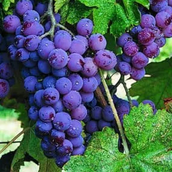 Flerkomponent fjädergödsel för druvor Emerald Complex 4 kg