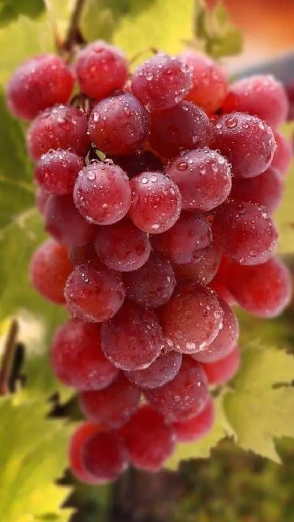 Flerkomponent fjädergödsel för druvor Emerald Complex 4 kg