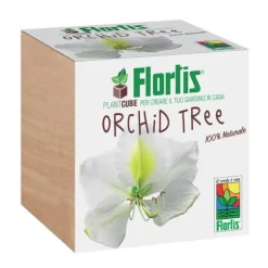FLORTIS PLANTCUBE ORKIDETRÄD 7,5X7,5X7,5 CM GIARDINAGGIO PIANTE FIORI