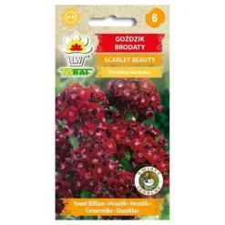 Frö till borstnejlika Scarlet Beauty – Lättodlad och doftande perenn