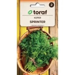 Frö till dill Sprinter – Kraftigväxande med lång skördeperiod