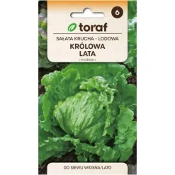 Frö till isbergssallad Królowa Lata – Stora, krispiga huvuden för hela säsongen