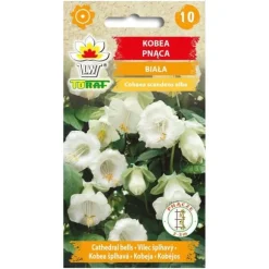 Frö till klockranka Alba – Snabbväxande klätterväxt med gräddvita blommor