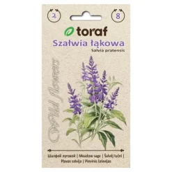 Frö till ängssalvia – Långblommande och bivänlig perenn