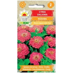 Frö till rosa dahlia-zinnia – Stora, fyllda blommor för rabatter och buketter