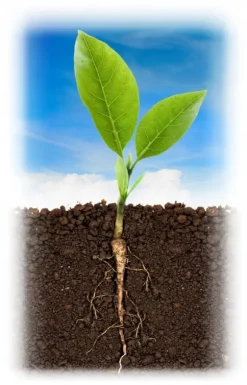 Färdig att plocka fröjord med kokosfiber 50L