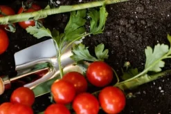 FÄRDIG BIOJORD FÖR GRÖNSAKER OCH TOMATER BIOVITA 50L MED GÖDSEL